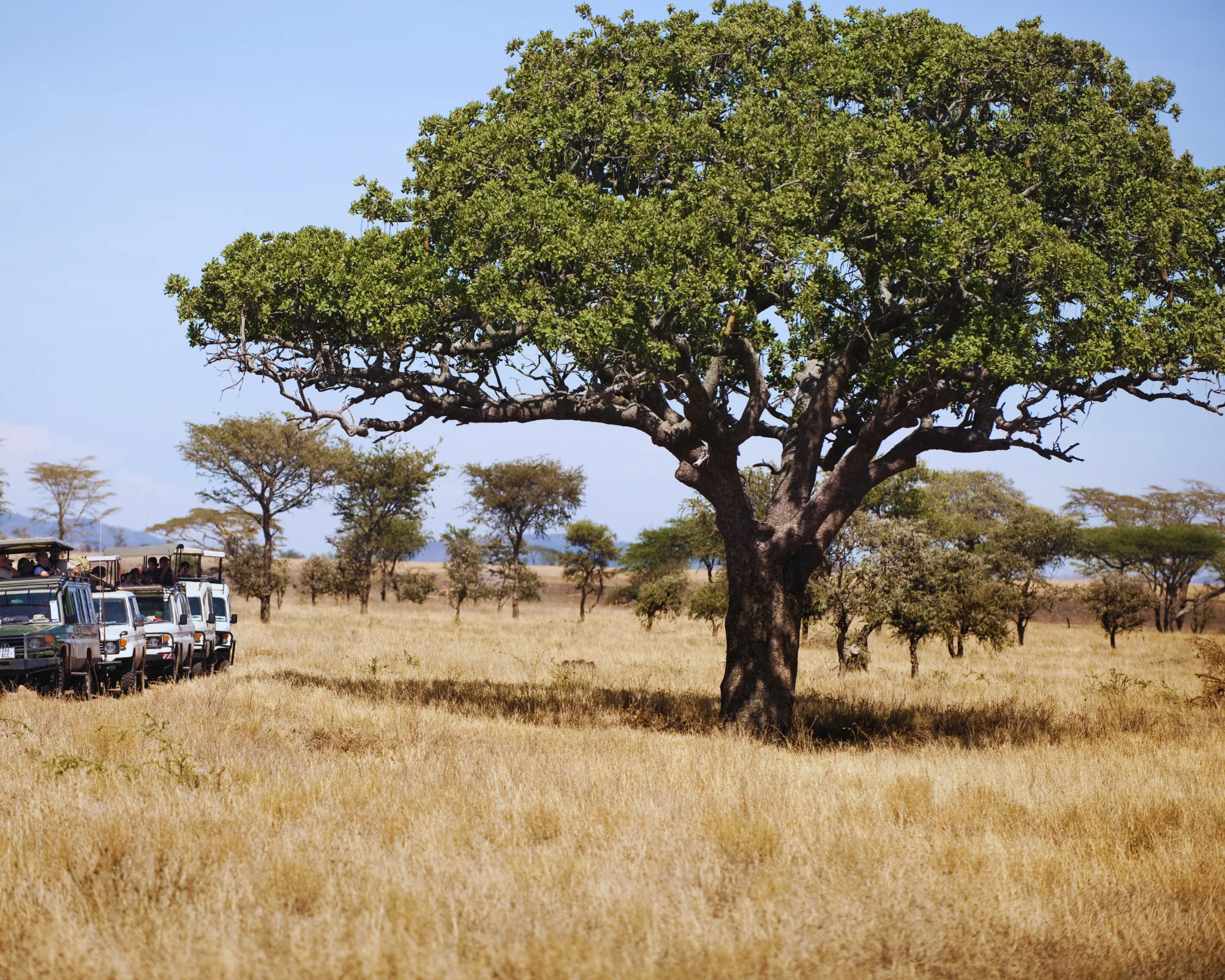 Two days agra Ranthambore tour Two days agra Ranthambore tour